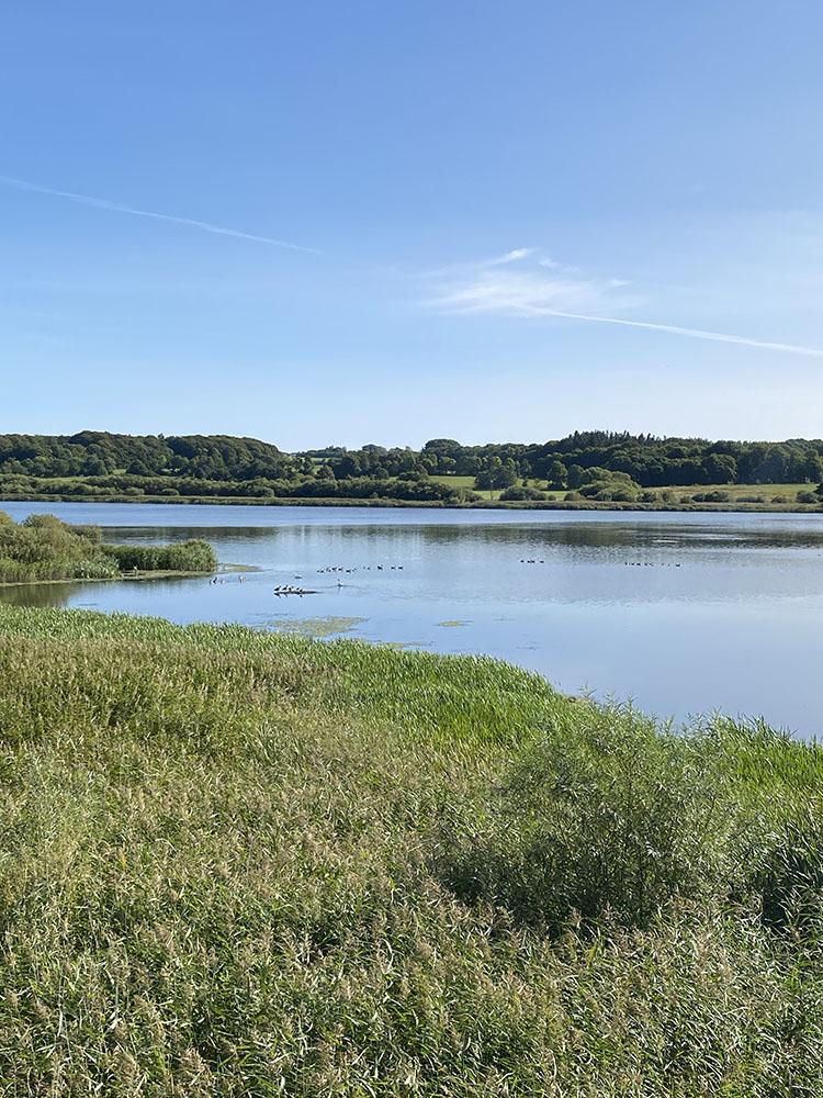 Årslev engsø i Aarhus