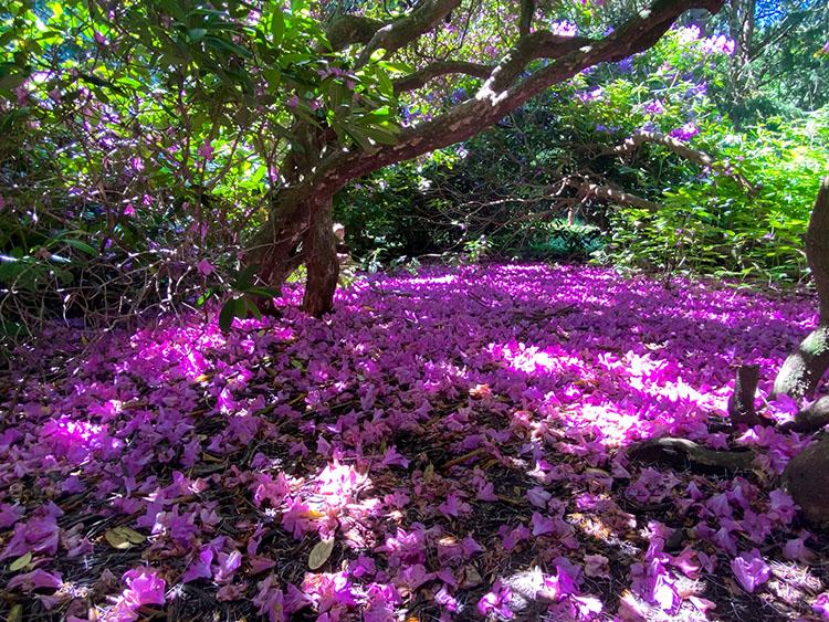 rhododendron haven i mindeparken i Aarhus