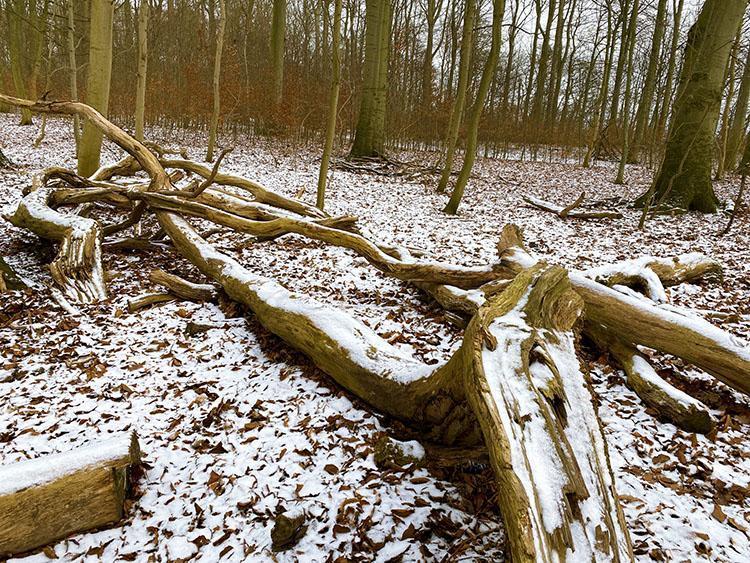 Forêt de Riis à Aarhus