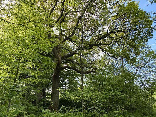 Høskoven Viby Aarhus