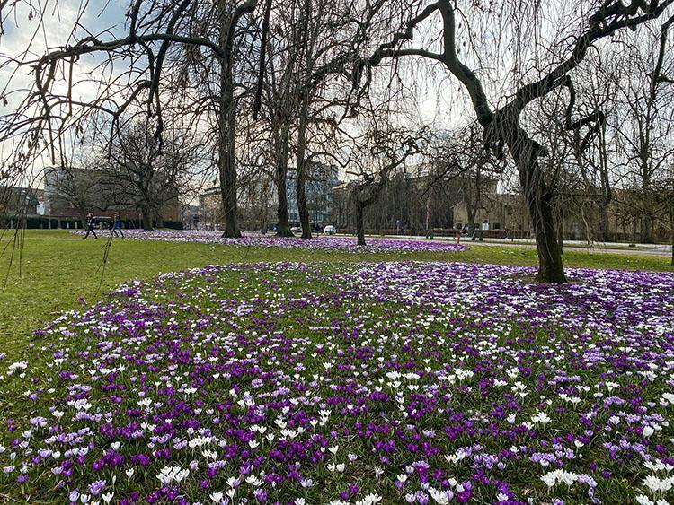 Rådhusparken