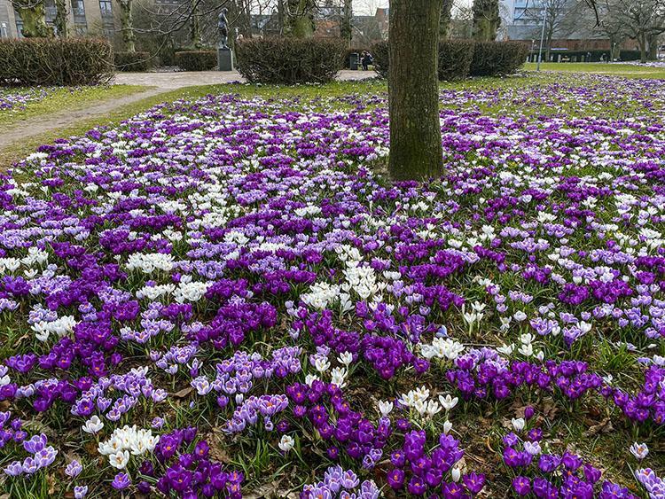 Rådhusparken