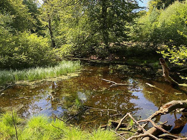 Marselisborg skov