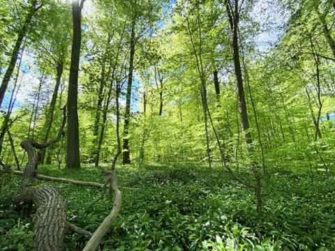Riis Skov I rhus Tag Med P En Tur I Den Smukke Byskov riis-skov-i-rhus-tag-med-p-en-tur-i-den-smukke-byskov