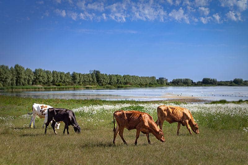 Køer ved Egå Engsø