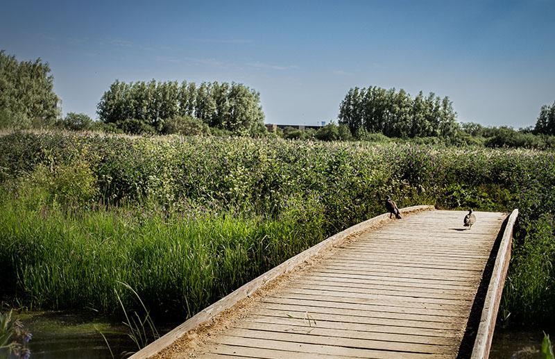 Lille bro med to ænder ved Egå Engsø