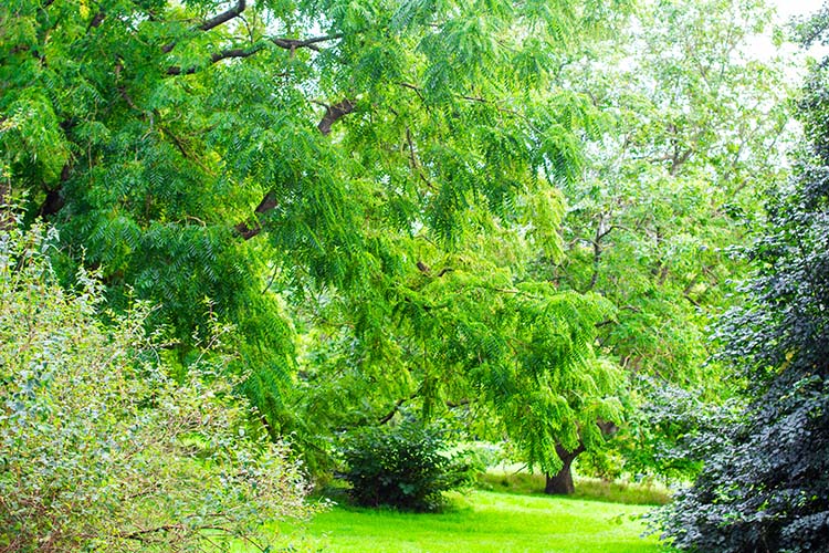 Botanisk have århus