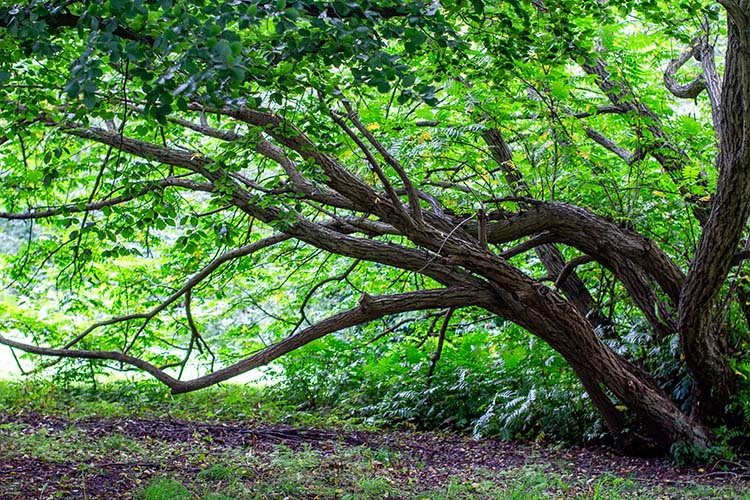 Botanisk have århus