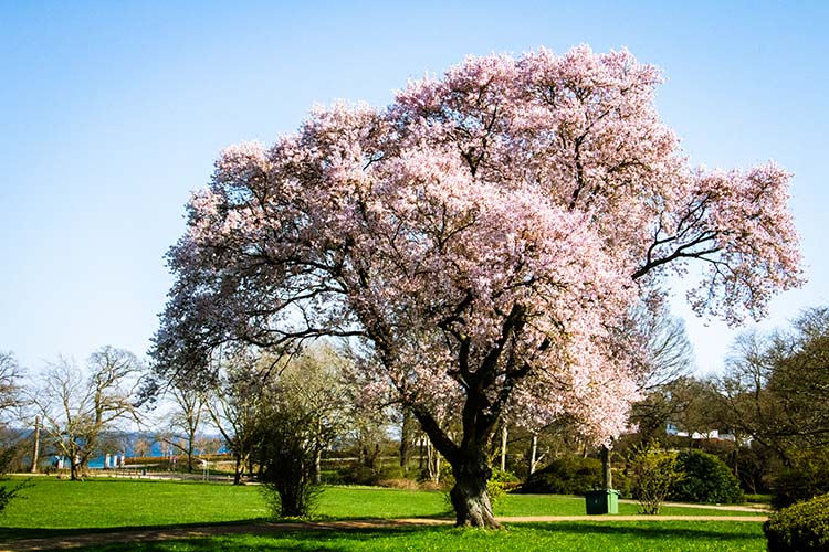 Mindeparken Kirsebærlunden og Lindehøjen