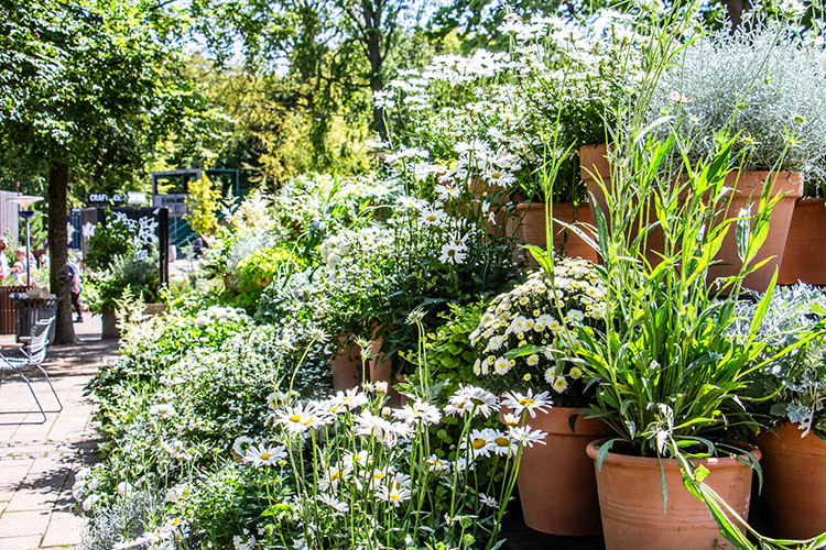 Blomsterfestival 2024 Tivoli Friheden