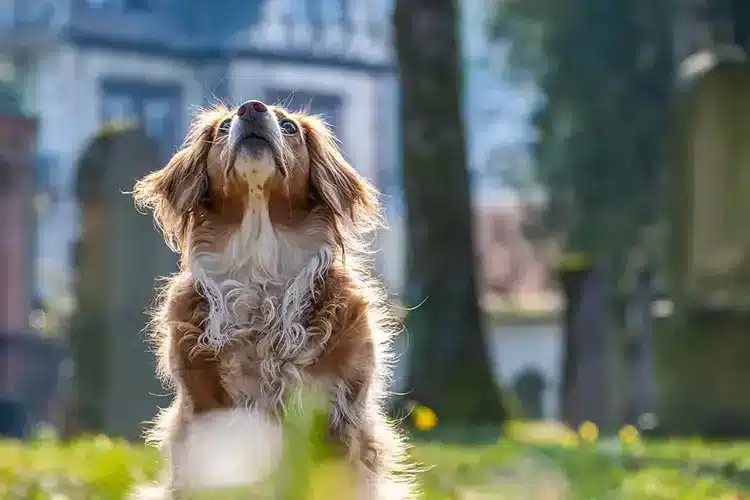 Alt hvad du behøver at vide om at få en hund som kæledyr - sponseret