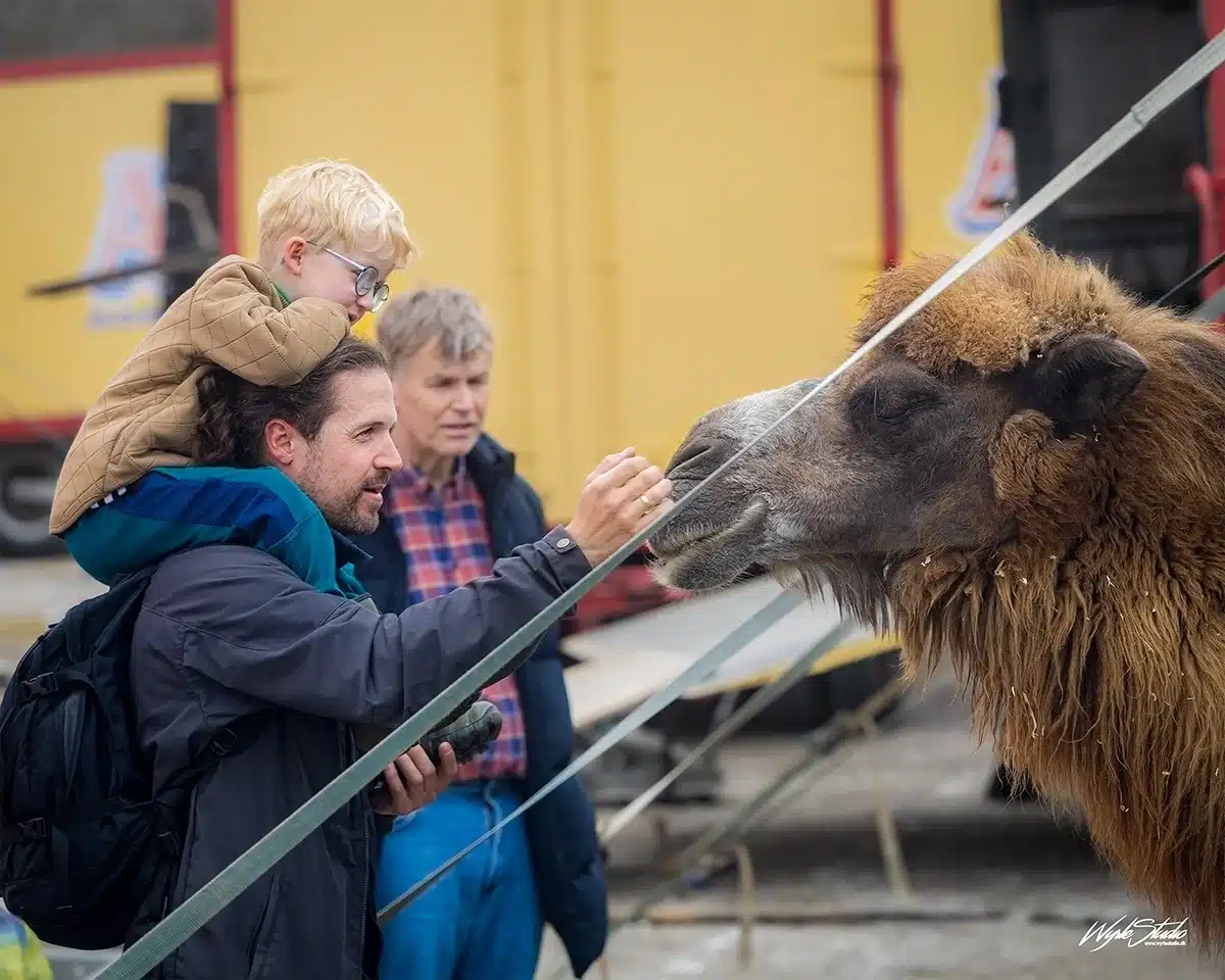 Cirkus Arena - 70 års jubilæum - publikum