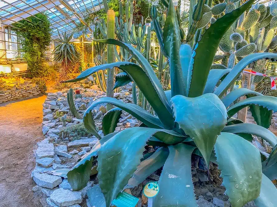 Væksthusene Agave Væksthusene