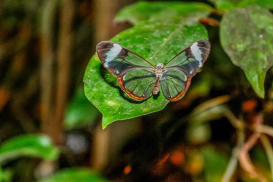 Væksthusene Glasswing-sommerfugle
