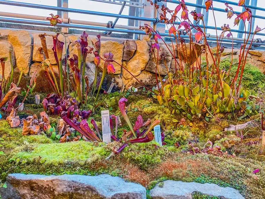 Væksthusenekødædende planter Væksthusene