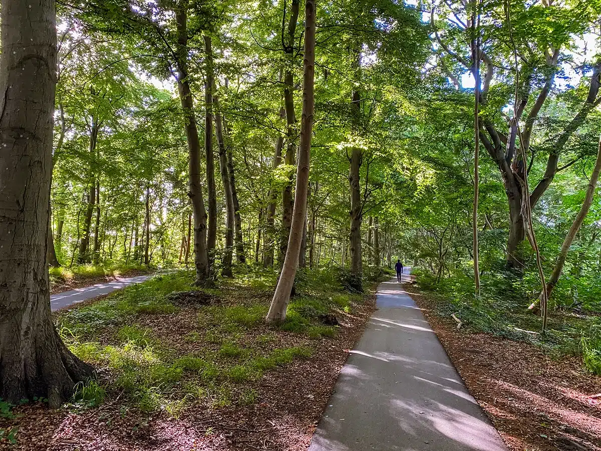 Brabrand Sø - skoven