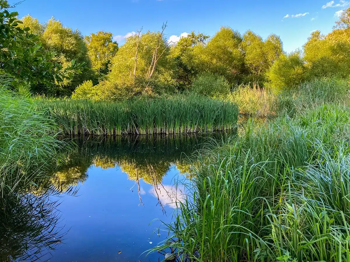 Brabrand sø - åen med siv