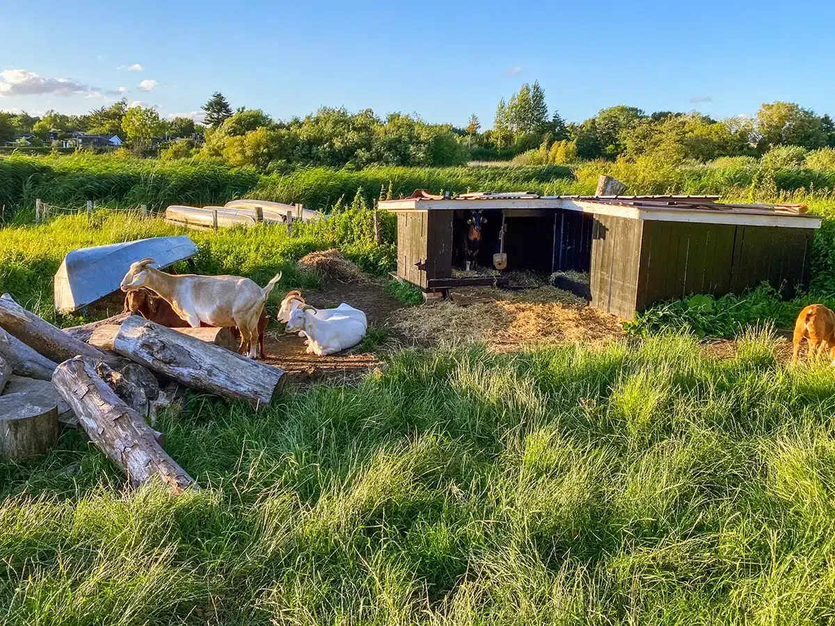 Brabrand sø - geder