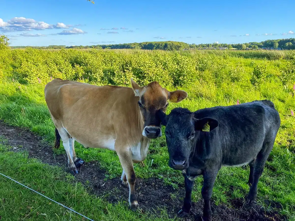 Brabrand sø - køer