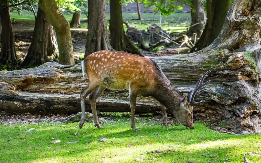 Kom tæt på dyrene i Dyrehaven