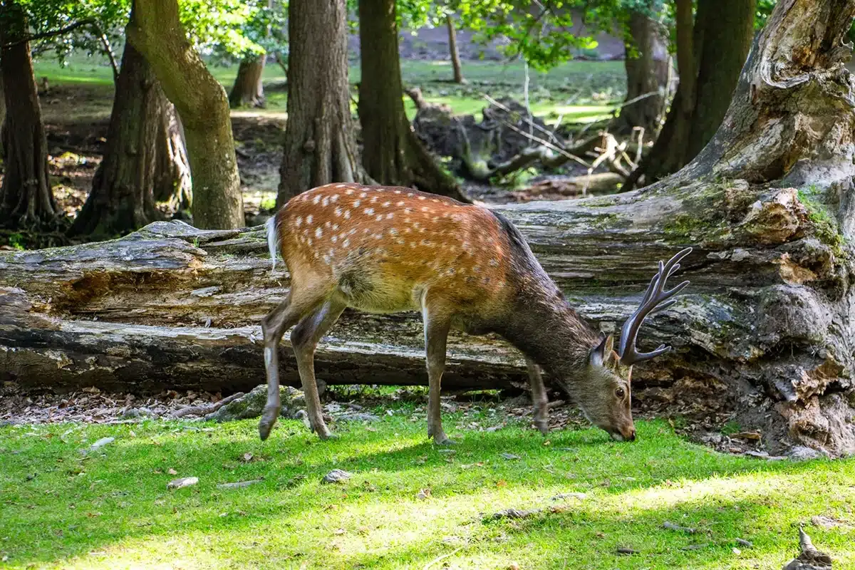 Dådyr tæt på stien i Marselisborg Dyrehave Dådyr tæt på stien i Marselisborg Dyrehave