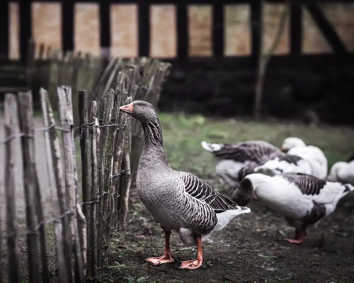 Den Gamle By - Grågås ved hegn med flok i baggrund Den Gamle By - Grågås ved hegn med flok i baggrund