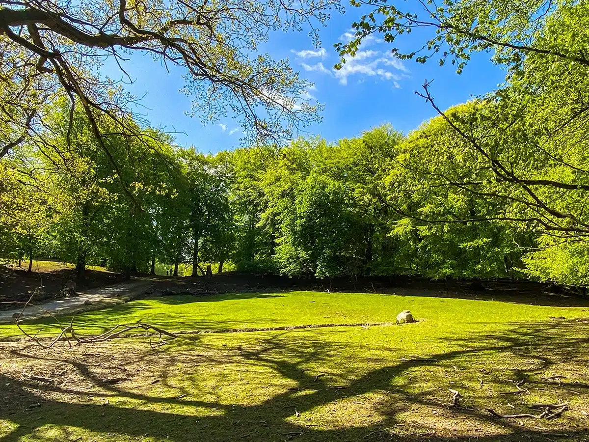 Fredeligt skovlandskab i Marselisborg Dyrehave Fredeligt skovlandskab i Marselisborg Dyrehave