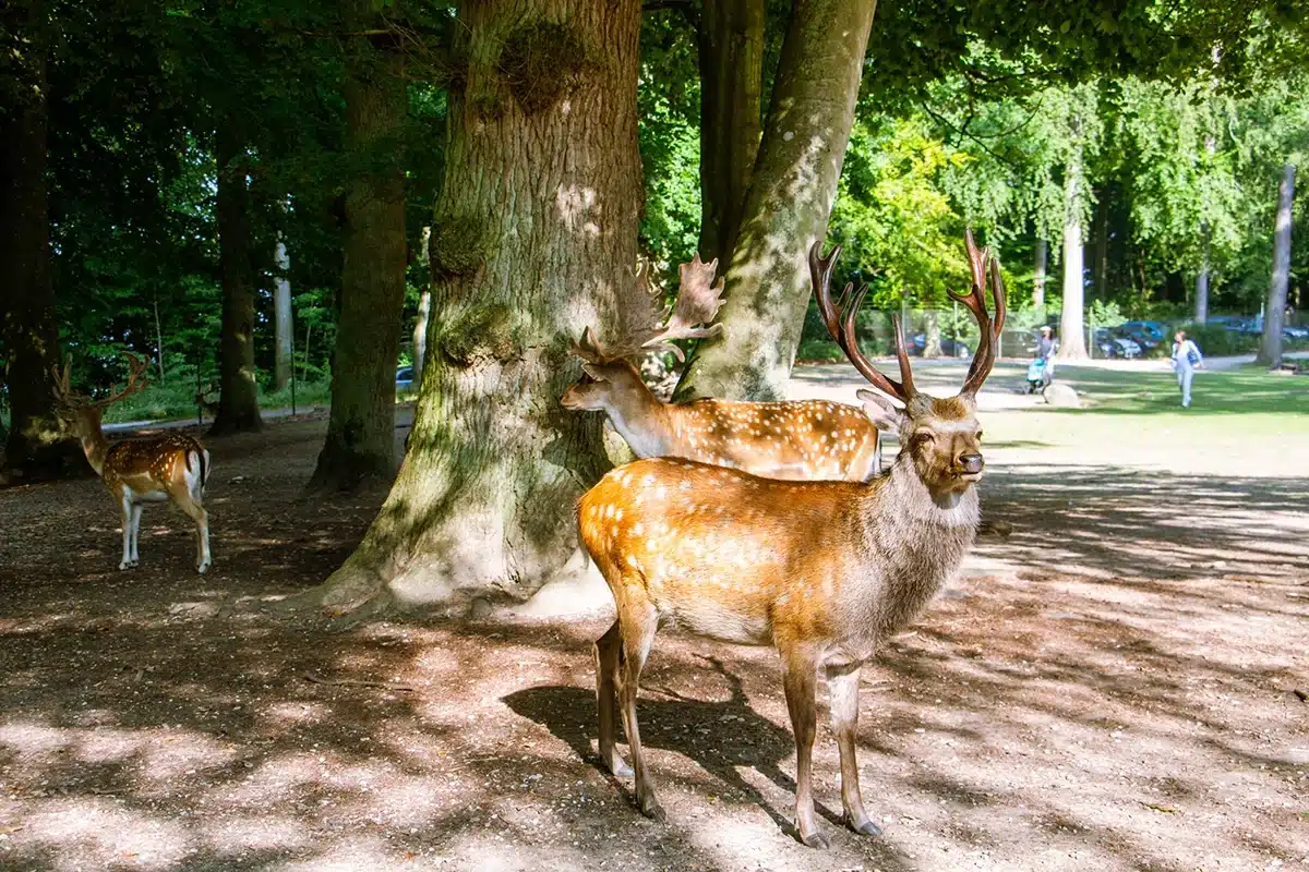 Hjorte tæt ved stien i Marselisborg Dyrehave Hjorte tæt ved stien i Marselisborg Dyrehave