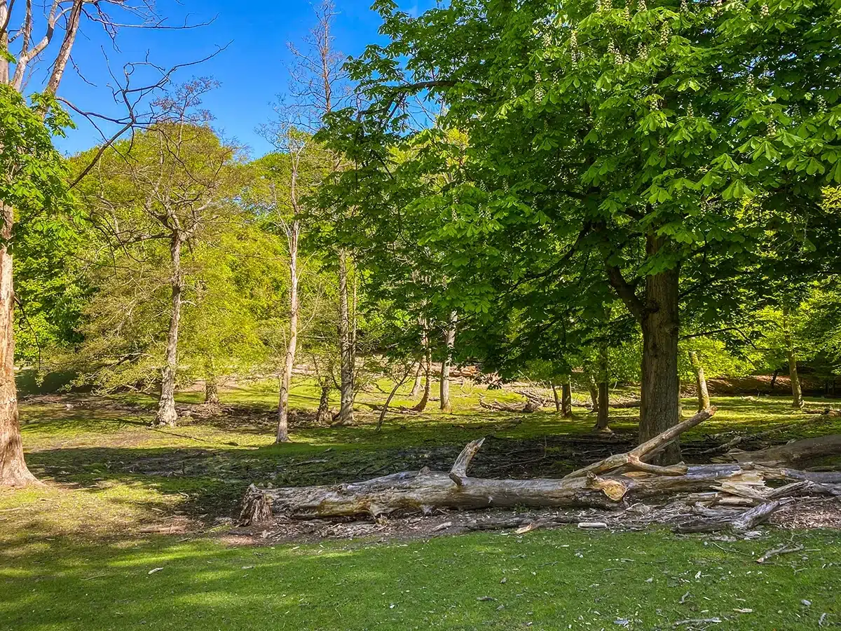 Grønne træer og natur i Marselisborg Dyrehave Grønne træer og natur i Marselisborg Dyrehave