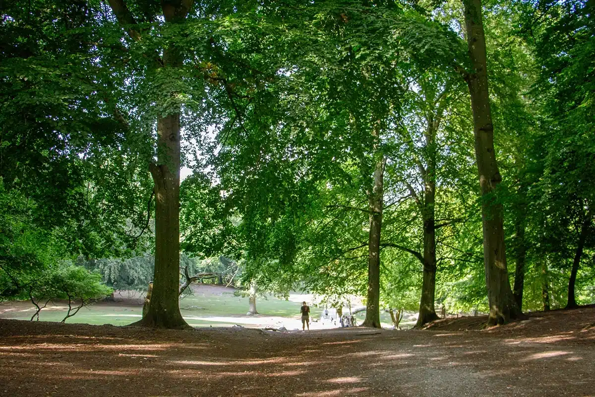 Grønt landskab i Marselisborg Dyrehave Grønt landskab i Marselisborg Dyrehave