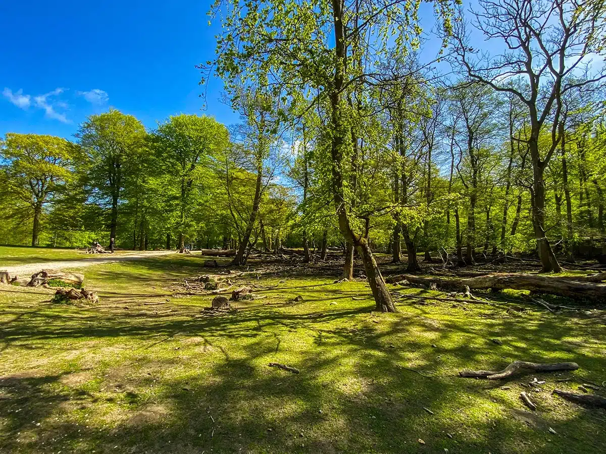 Natursti i skovområde ved Marselisborg Dyrehave Natursti i skovområde ved Marselisborg Dyrehave