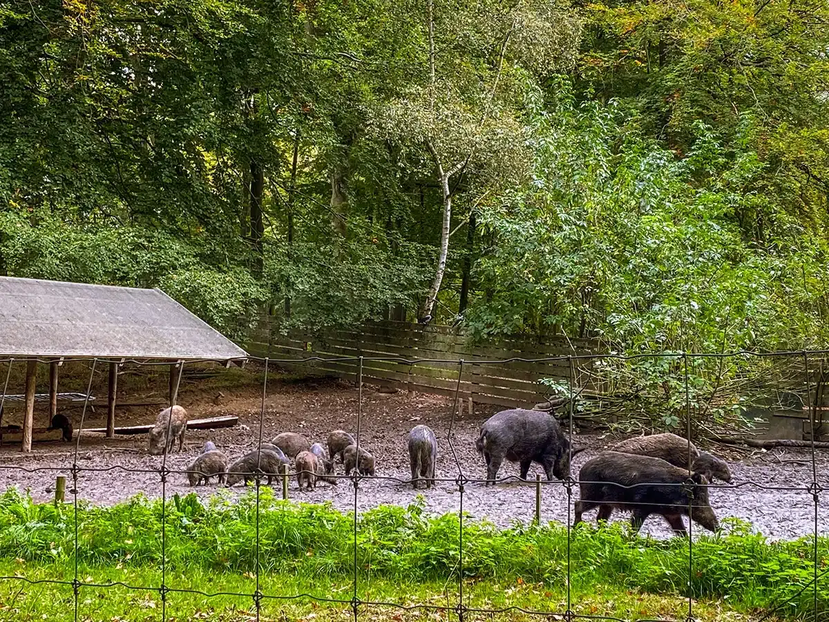 Vildsvin i indhegning i Marselisborg Dyrehave Vildsvin i indhegning i Marselisborg Dyrehave