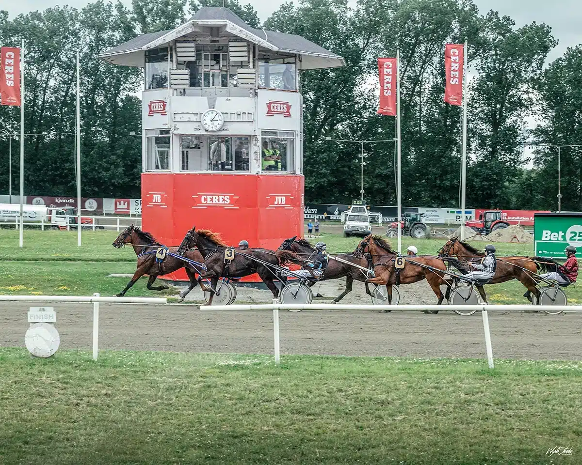 Jydsk Væddeløbsbane Heste kommer i mål