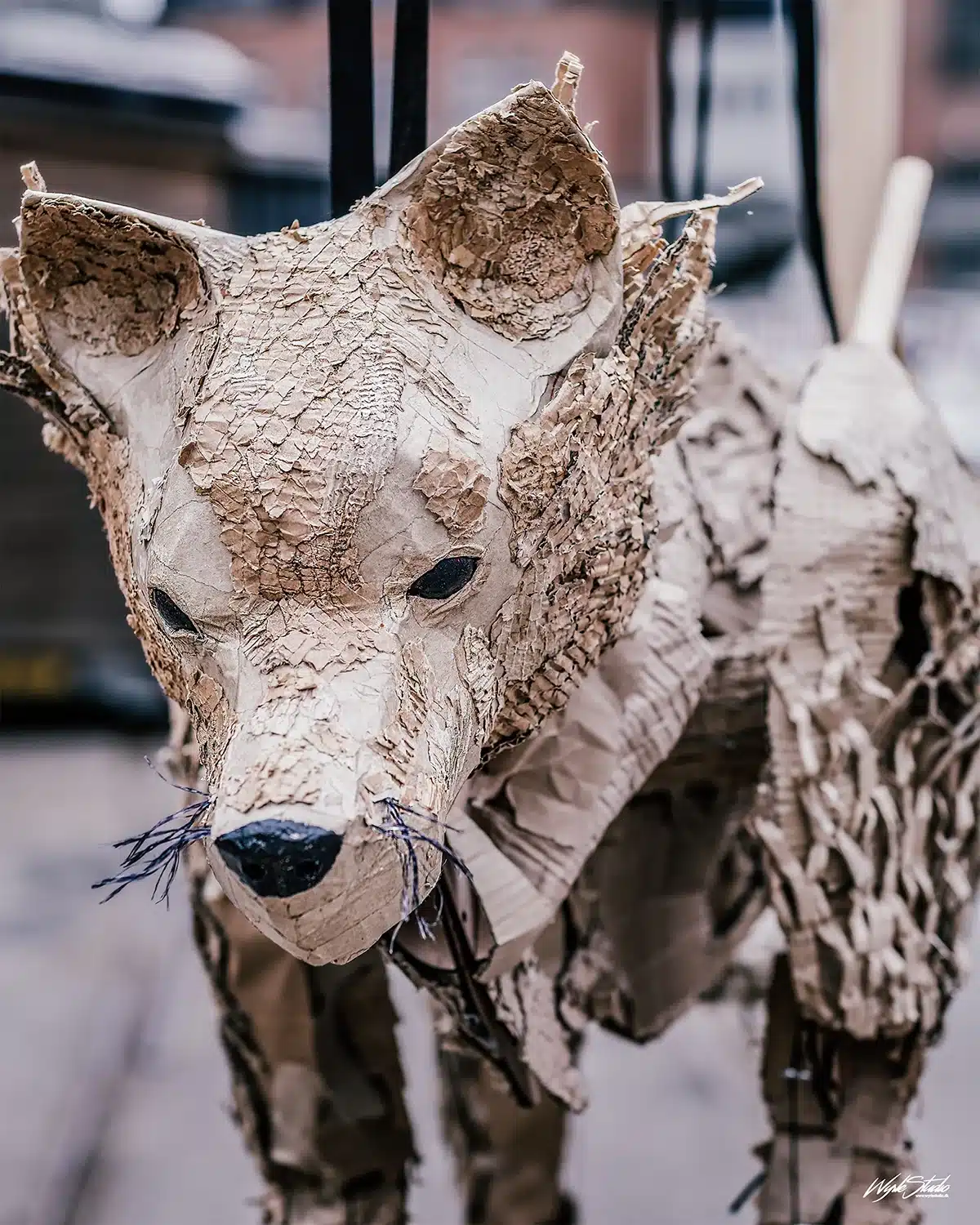 The Herds’ ulv med blik, der fanger dig