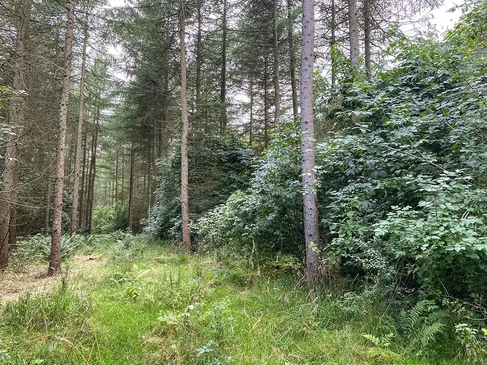 Grantræer og krat i Brendstrup Skov