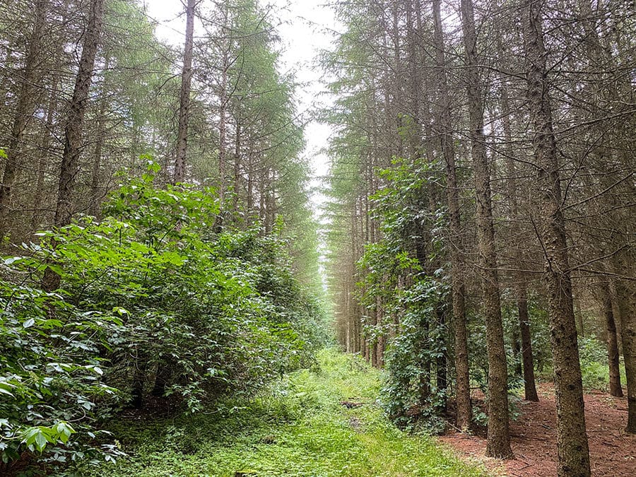 Lige raekke af grantraeer i Brendstrup Skov » Aarhus Inside Brendstrup skov