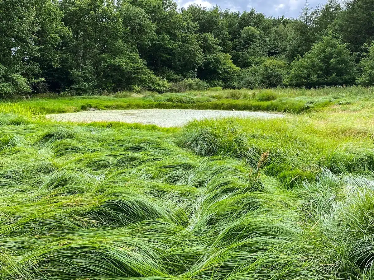 Lille skovsø omgivet af Brendstrup Skov