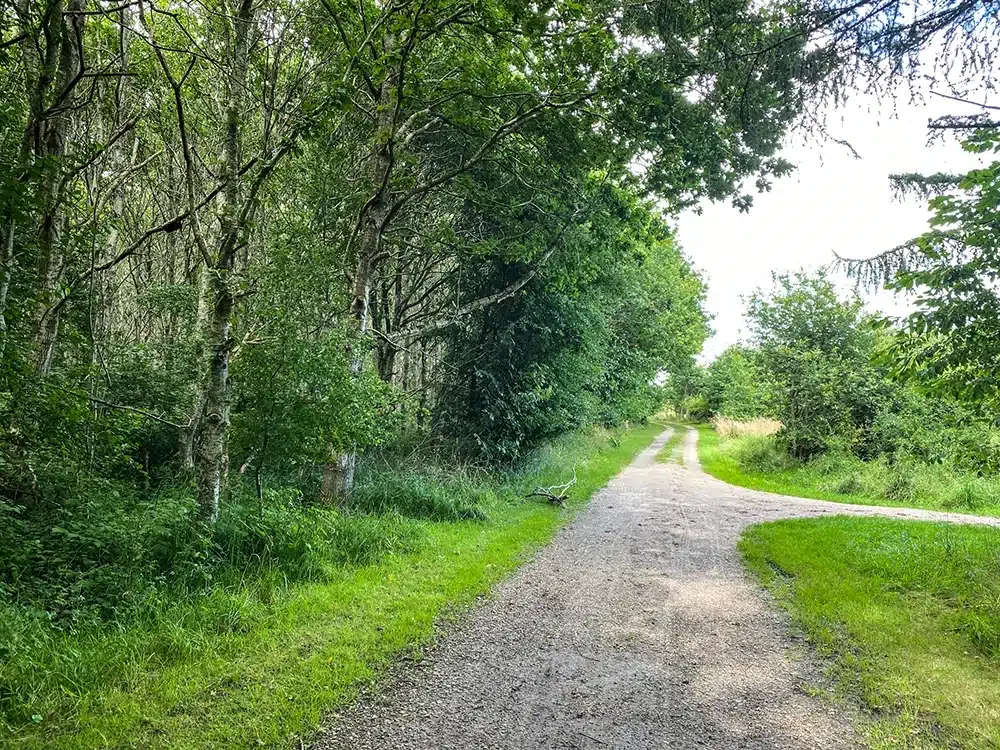 Skovsti omgivet af grønt i Brendstrup Skov