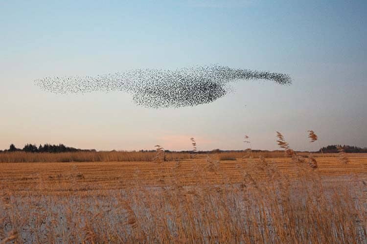 Sort Sol – Fladt Land: Musikalsk egnsportræt