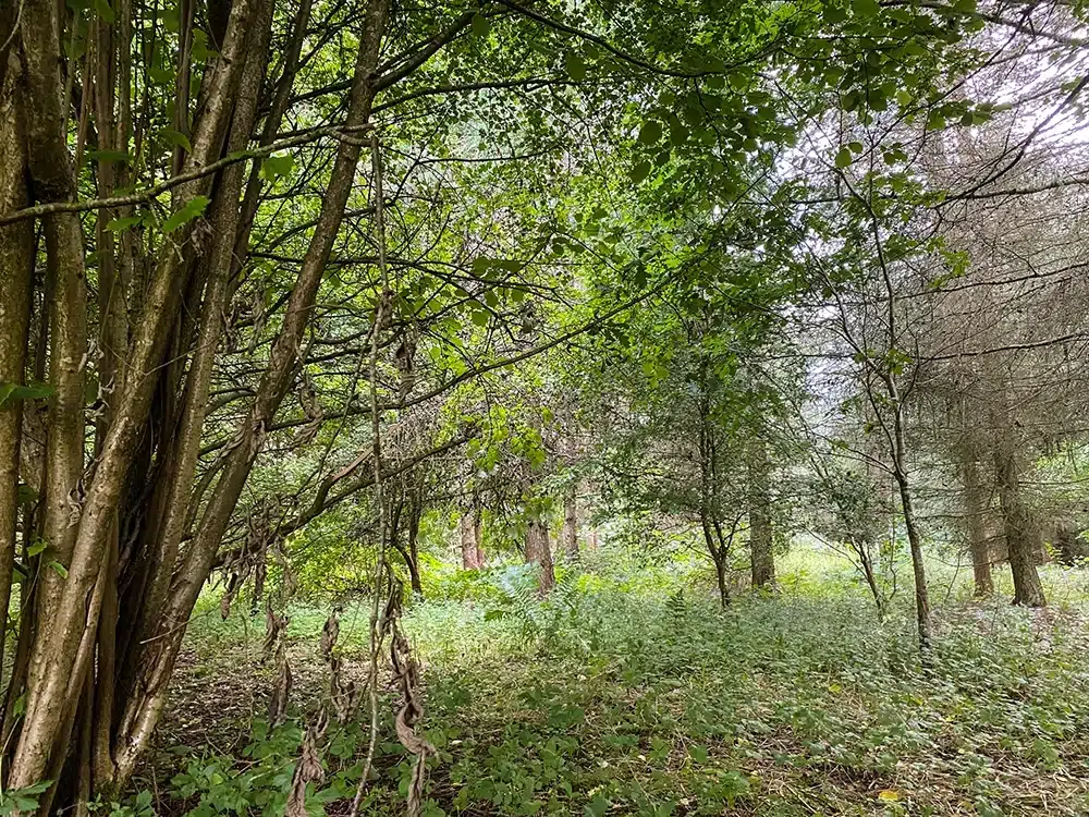 Tæt bevoksning og lysindfald i Brendstrup Skov