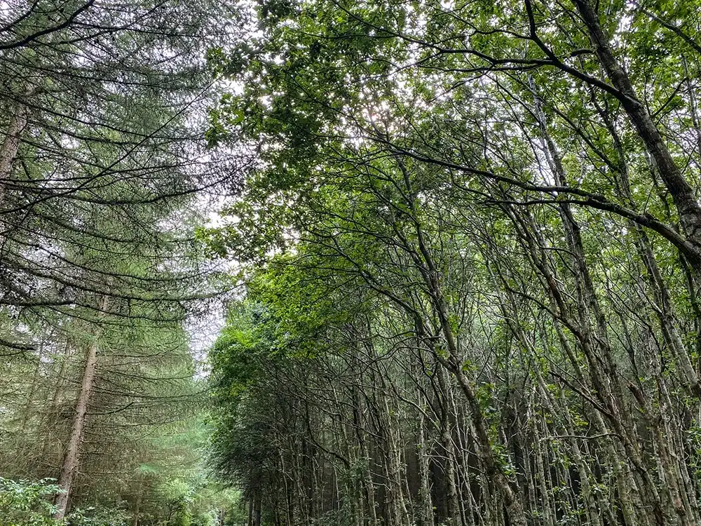 Tæt løvtag over Brendstrup Skov stier
