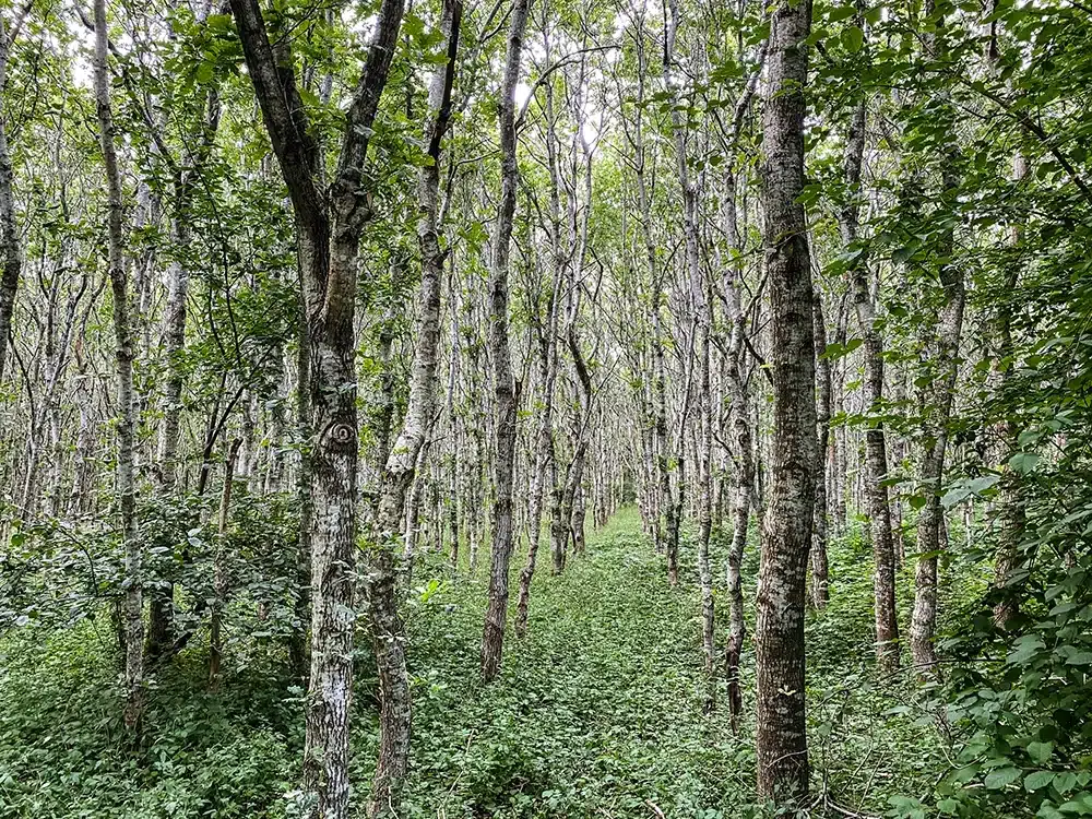 Tyndstammede træer i Brendstrup Skov
