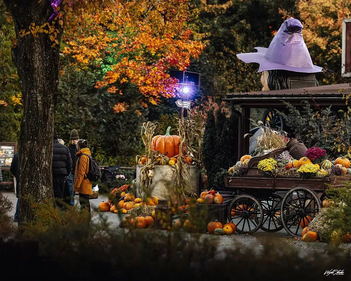 Dekoration med græskar og heksehat i Djurs Sommerland Halloween After Dark