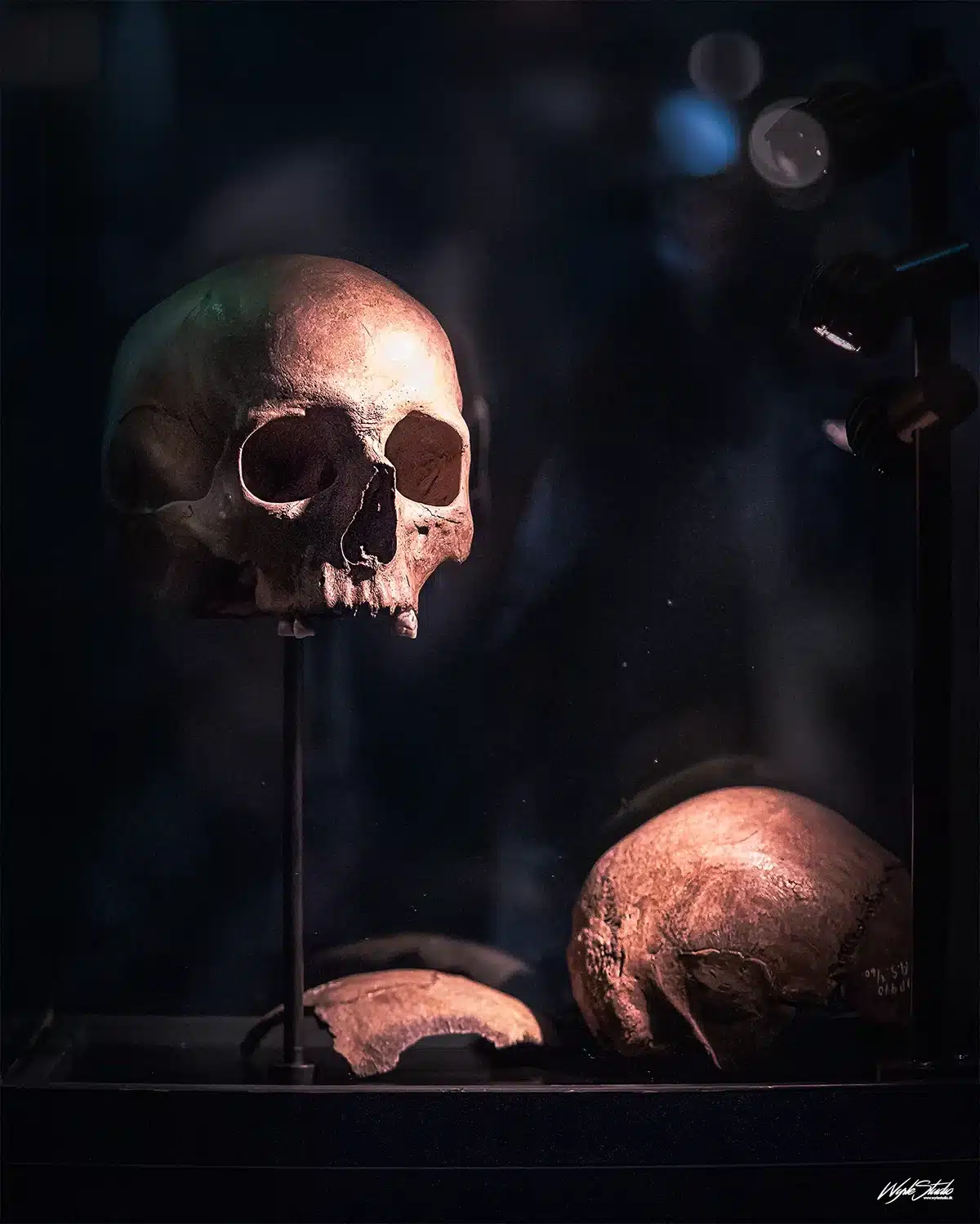 Kranium udstillet i glasmonter som del af Kelternes verden – Europas urkraft på Moesgaard