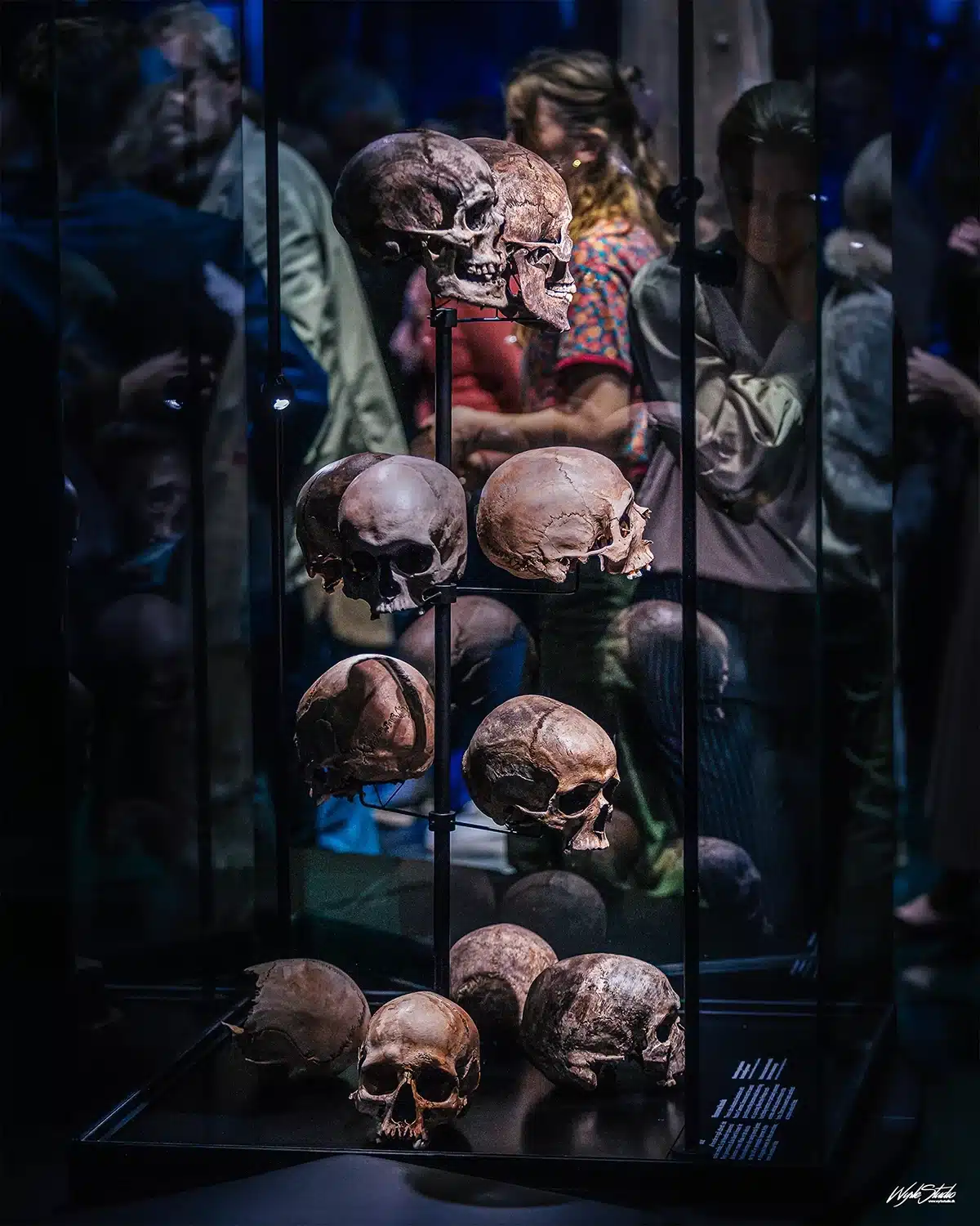 Række af menneskekranier udstillet i glasmonter som del af Kelternes verden – Europas urkraft på Moesgaard