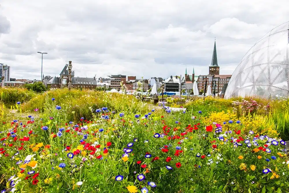 En farverig blomstereng med kornblomster og valmuer foran Domen på Pier 2,