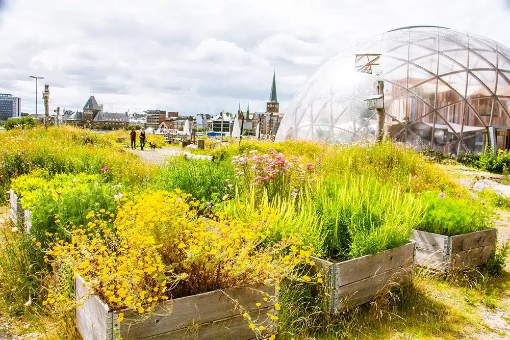 Nærbillede af de frodige byhaver i pallerammer med blomster og nytteplanter foran Domen på Pier 2.
