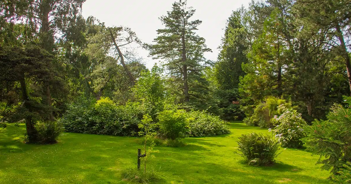 Åben græsplæne med træer i Forstbotanisk have Åben græsplæne med træer i Forstbotanisk have