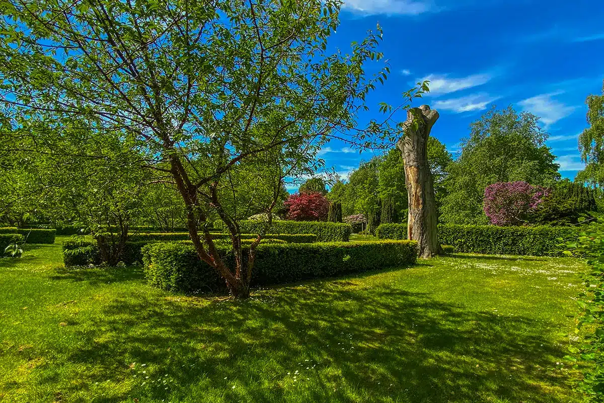 Åben plæne og gamle hække på Nordre Kirkegård
