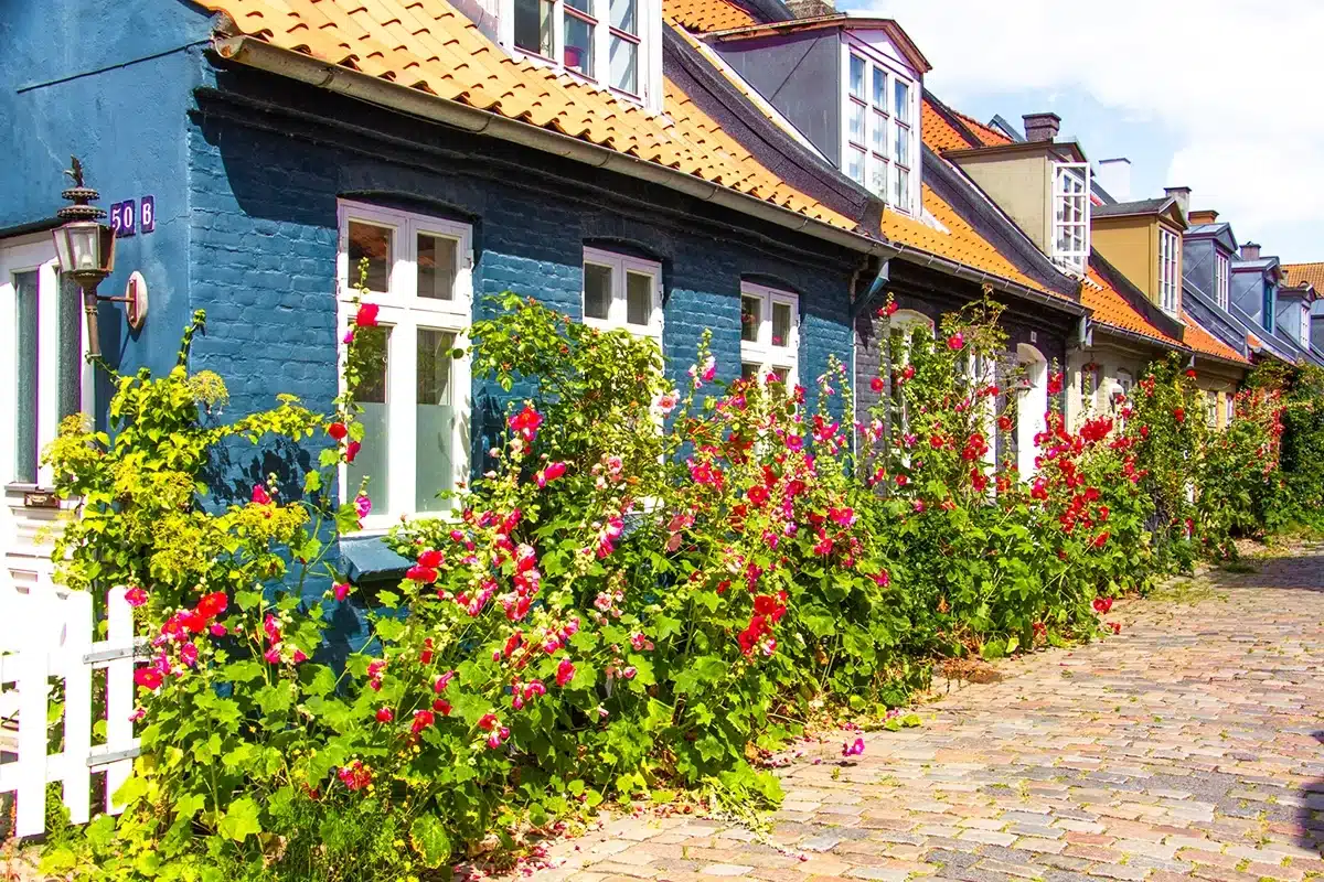 Et blåt bindingsværkshus med mange lyserøde stokroser på Møllestien